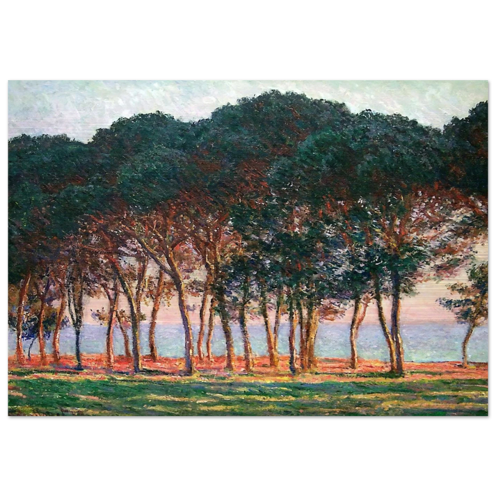 Under the Pine Trees at the End of the Day - claude monet Brushed Aluminum Print - 70x100 cm / 28x40 inches | claude monet Aluminum Print | claude monet Prints