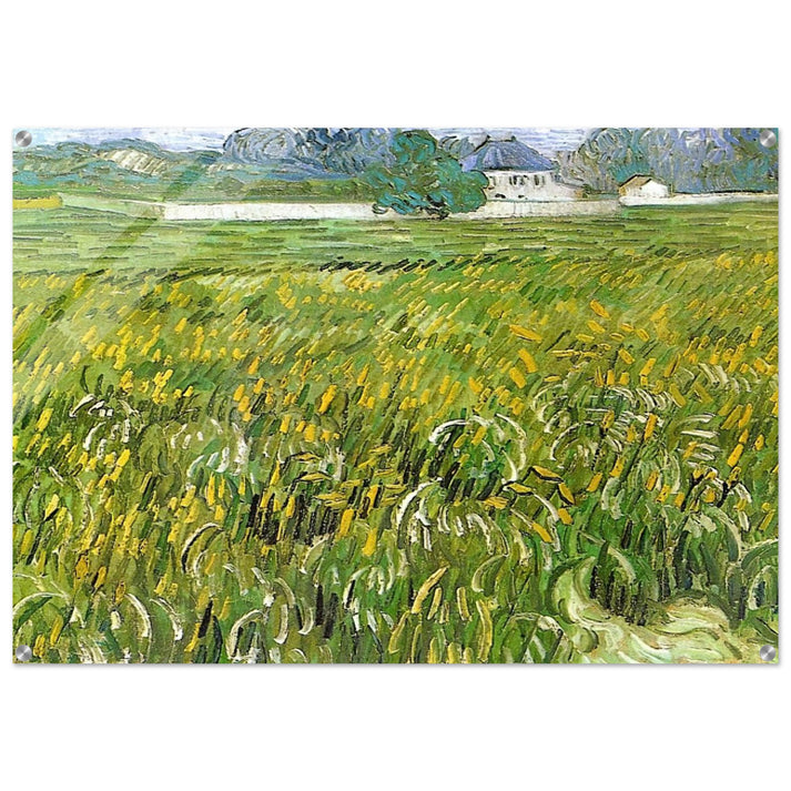 Wheat Field at Auvers with White House - Vincent van Gogh Acrylic Print - 70x100 cm / 28x40″ inches