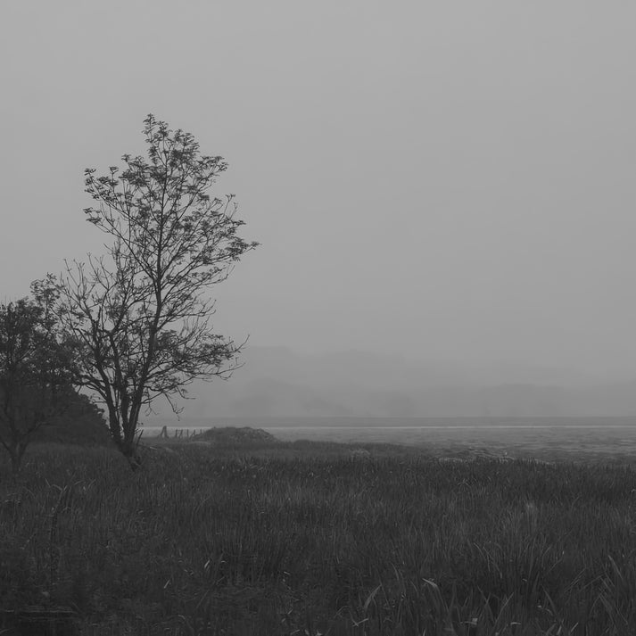 Dark Tree Art Print | Premium Fine Art Print | RedKalion