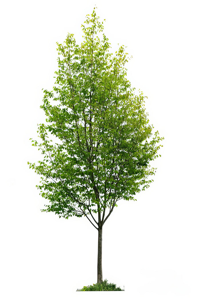 Young Tree Art Print | Premium Fine Art Print | RedKalion