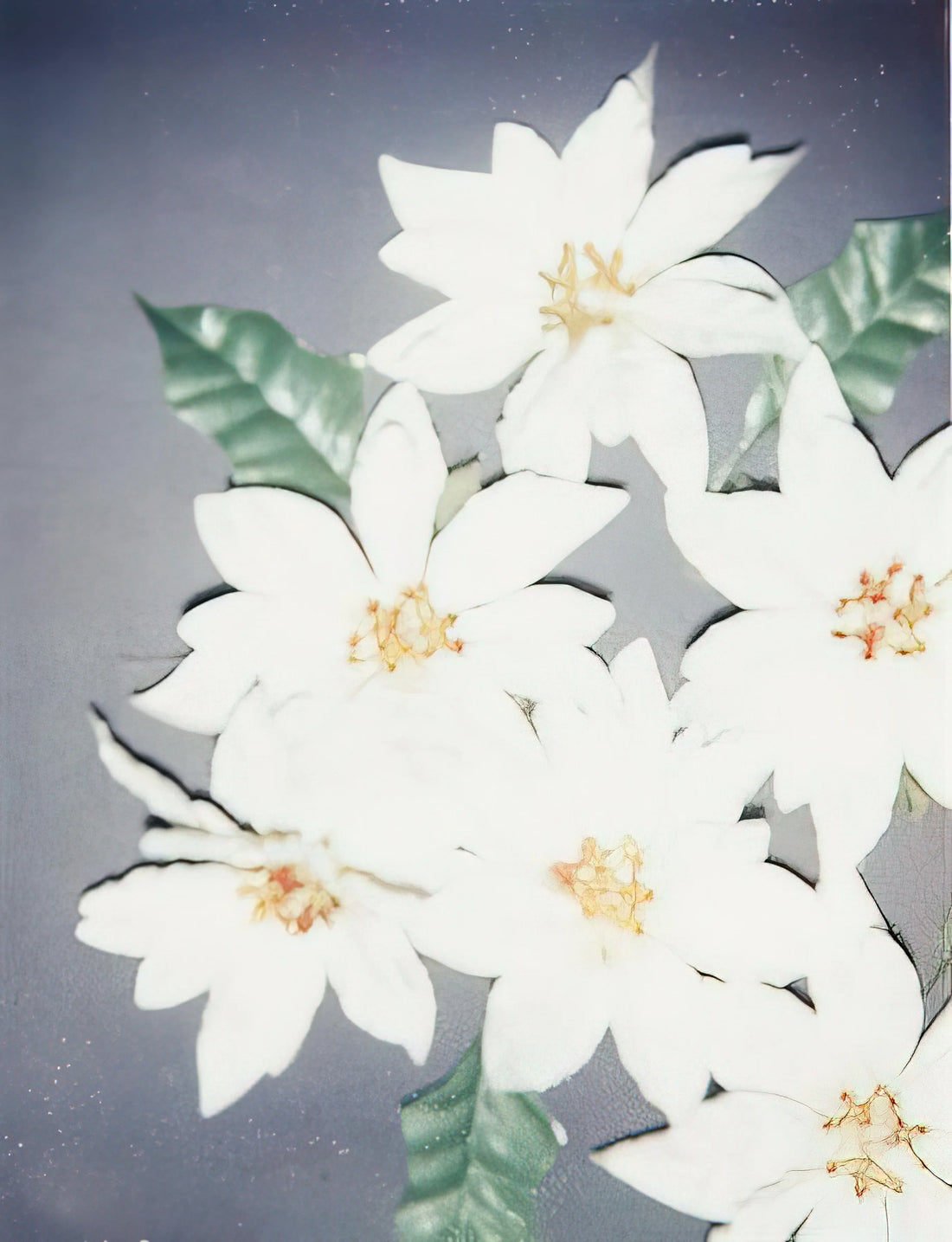 Andy Warhol Poster 50x70: The Ultimate Collector's Guide to Pop Art Iconography - Christmas Poinsettias-White by Andy Warhol