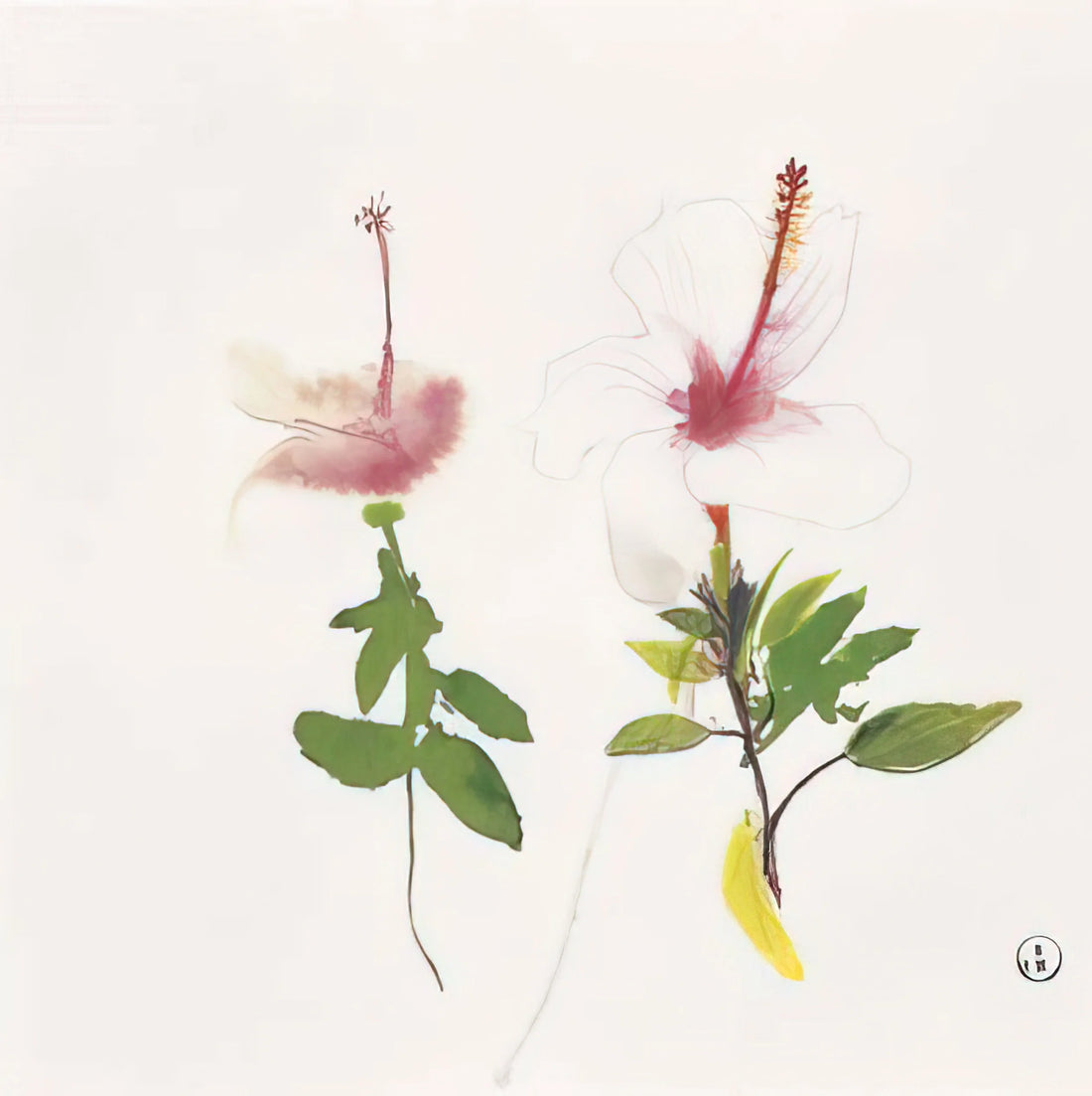 Brett Whiteley Studio: Inside the Creative Sanctuary of Australia's Iconic Artist - Hibiscus - 1987 by Brett Whiteley