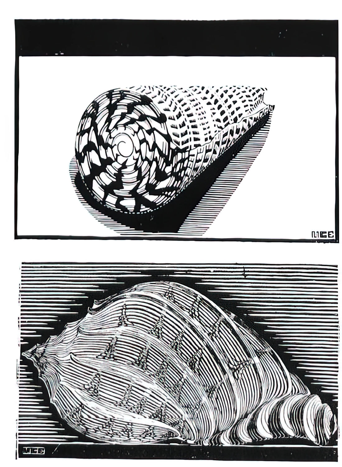 Escher Posters for Sale: A Curator's Guide to Collecting M.C. Escher's Mind-Bending Art Prints - SEA SHELLS by MC Escher
