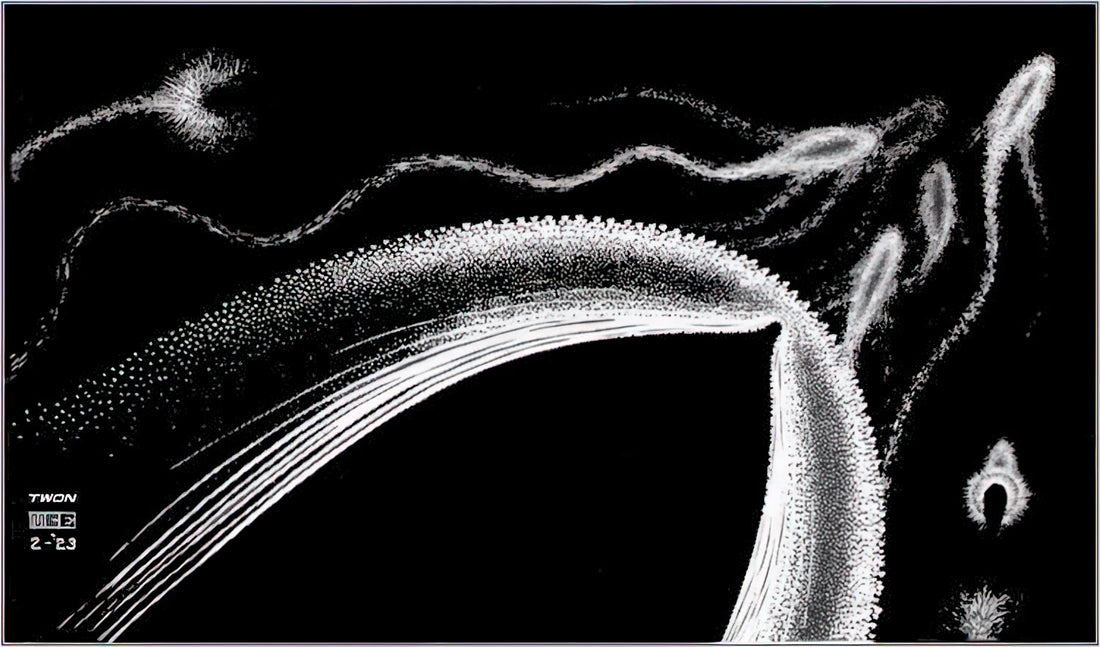 M.C. Escher Infinity: The Mind-Bending Art of Impossible Realities - DOLPHINS by MC Escher