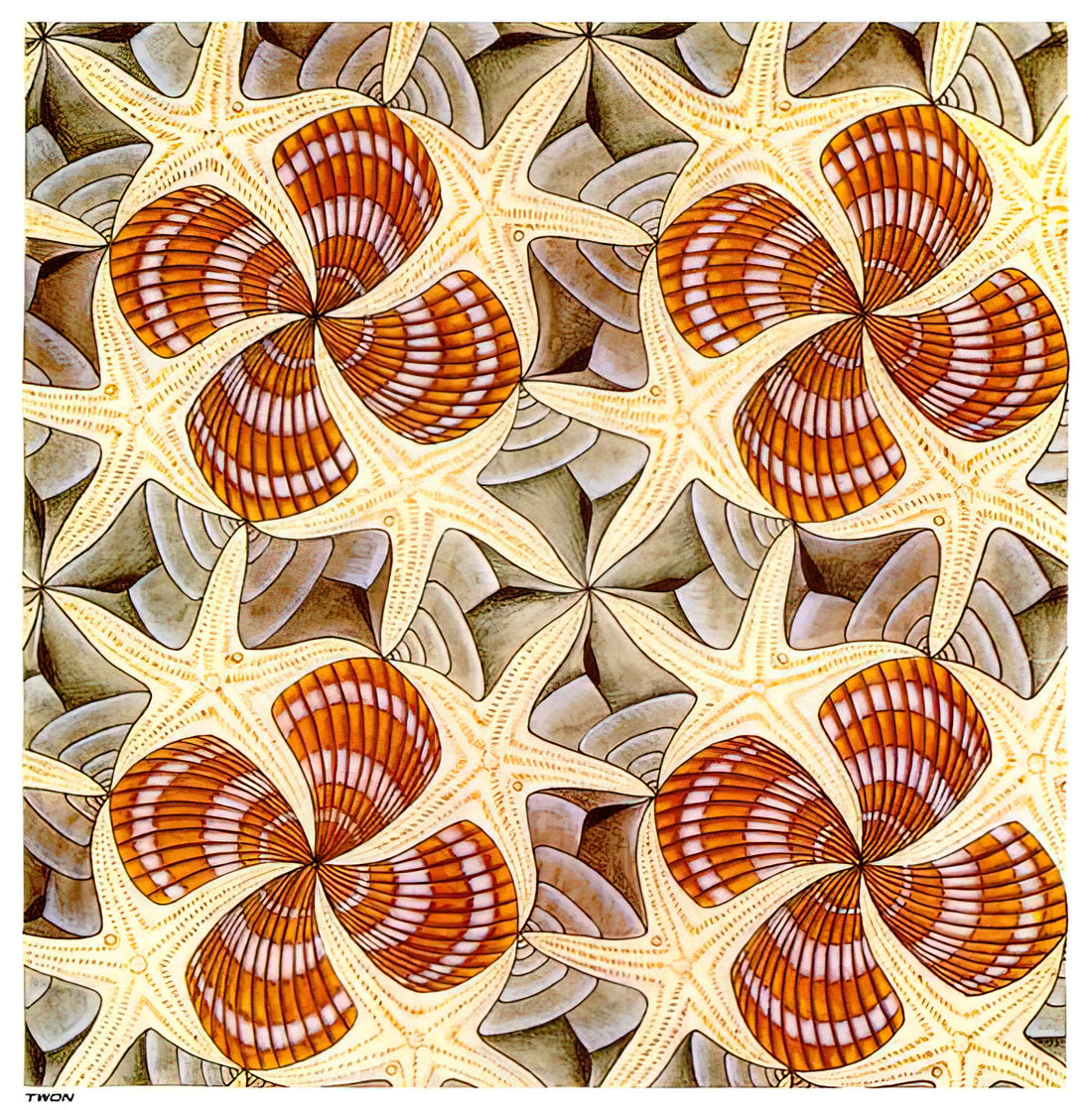 Mathematical Lithographs: The Enduring Genius of M.C. Escher - SHELLS AND STARFISH by MC Escher