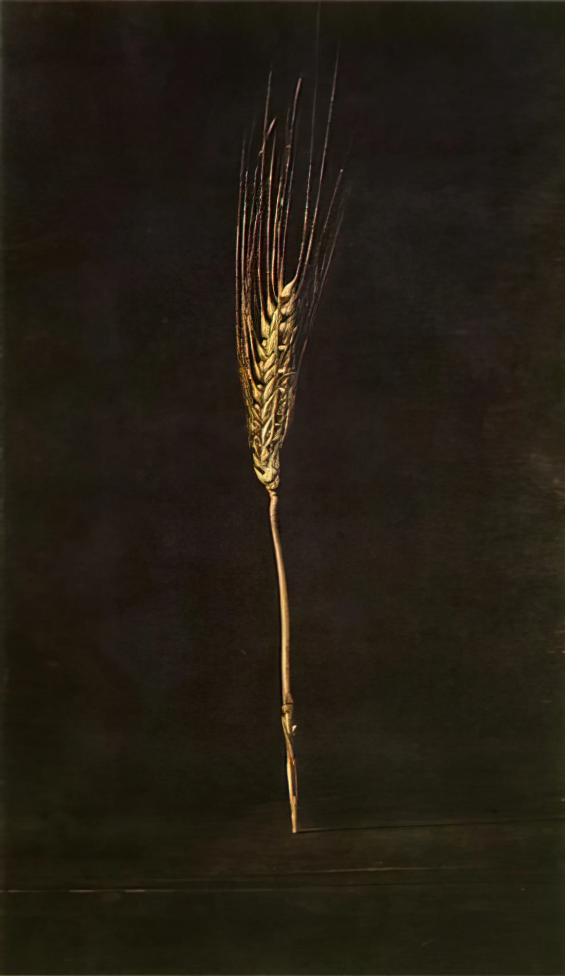 Salvador Dalí Poster Art: A Surrealist Icon in Print - WHEAT EAR by Salvador Dali
