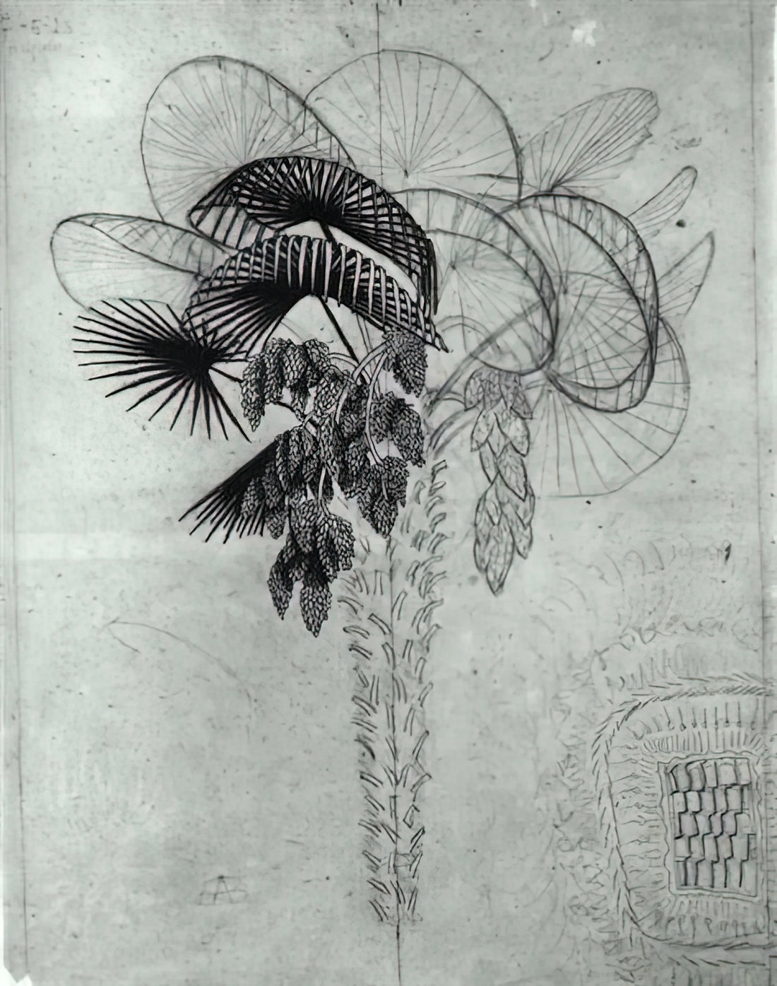 The Allure of Escher Originals: Understanding the Value and Legacy of Maurits Cornelis Escher's Work - PALM TREE SKETCH by MC Escher