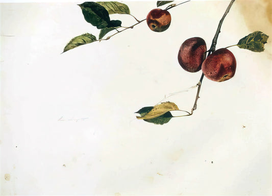 The Enigma of Wyeth and Helga: A Masterpiece of Secrecy and Art - APPLES ON A BOUGH STUDY BEFORE PICKING by Andrew Wyeth