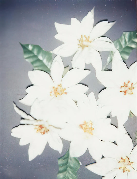 Warhol and John Gould: Unlikely Artistic Connections and Avian Inspirations - Christmas Poinsettias-White by Andy Warhol