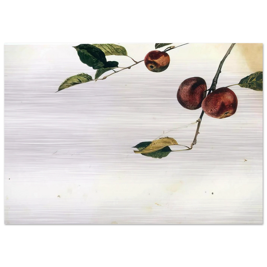 APPLES ON A BOUGH STUDY BEFORE PICKING - Andrew Wyeth Brushed Aluminum Print - 70x100 cm / 28x40 inches | Andrew Wyeth Aluminum Print | Andrew Wyeth Prints