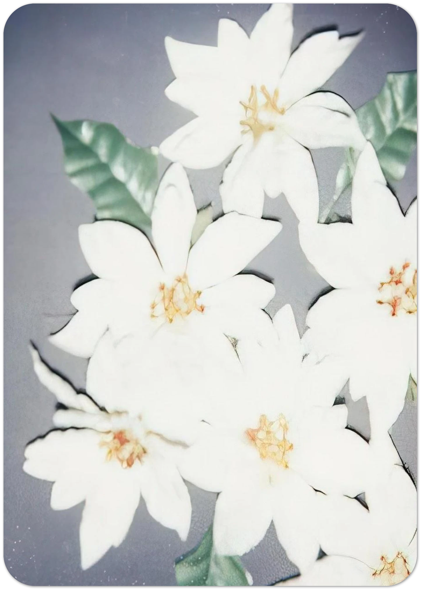 Christmas Poinsettias-White By Andy Warhol Pack of 10 Post Cards | Andy Warhol Post Cards | A6 (10.5 x 14.8 cm) - 4.1 x 5.8 inches