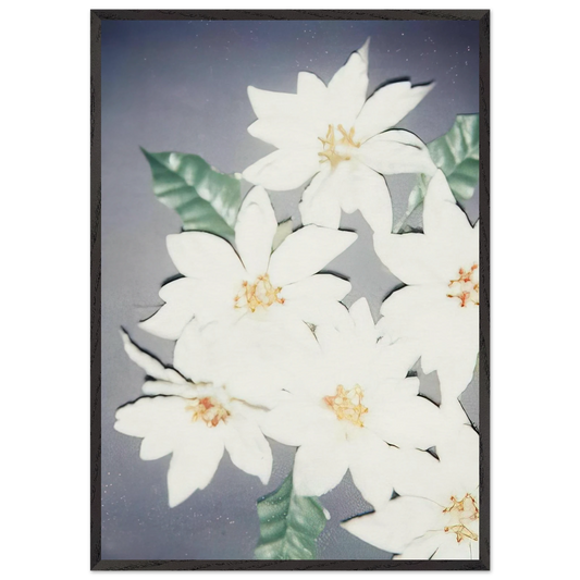Christmas Poinsettias-White - Andy Warhol 70x100 cm / 28x40 inches Framed Art Print – Black Wooden Frame