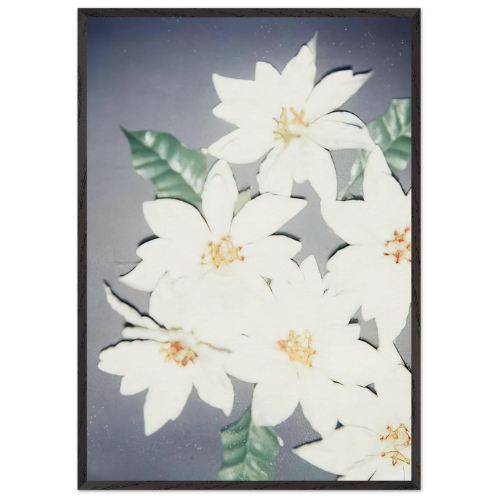 Christmas Poinsettias-White - Andy Warhol 70x100 cm / 28x40 inches Framed Art Print – Black Wooden Frame