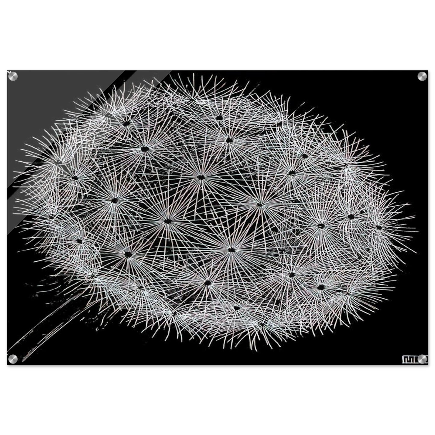 BLOWBALL II - MC Escher Acrylic Print - 70x100 cm / 28x40″ inches | Maurits Cornelis Escher Prints