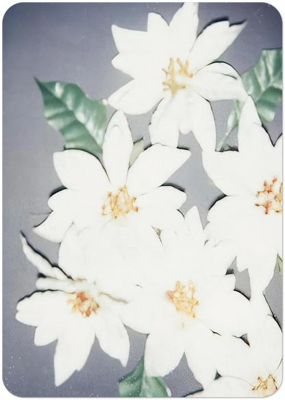 Christmas Poinsettias-White By Andy Warhol Pack of 10 Post Cards | Andy Warhol Post Cards | A6 (10.5 x 14.8 cm) - 4.1 x 5.8 inches