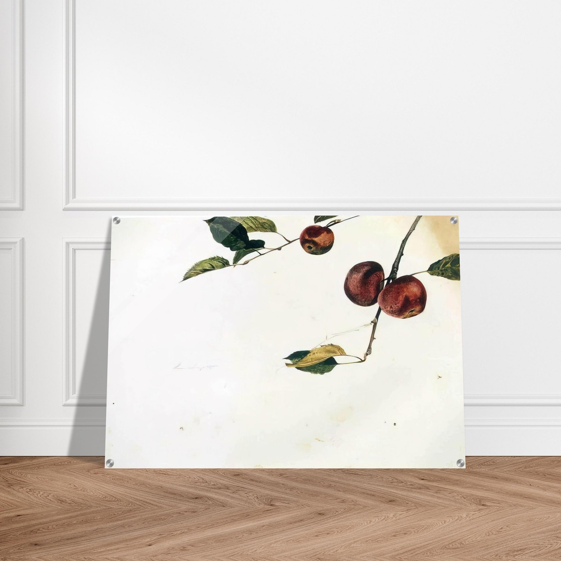 APPLES ON A BOUGH STUDY BEFORE PICKING - Andrew Wyeth Acrylic Print - 70x100 cm / 28x40″ inches