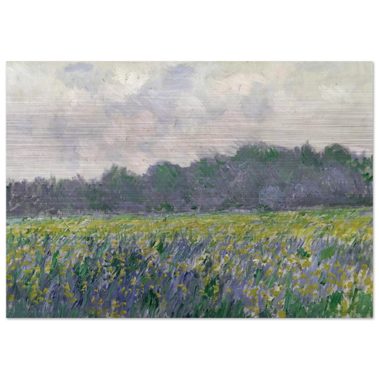 Field of Yellow Irises at Giverny - claude monet Brushed Aluminum Print - 70x100 cm / 28x40 inches | claude monet Aluminum Print | claude monet Prints