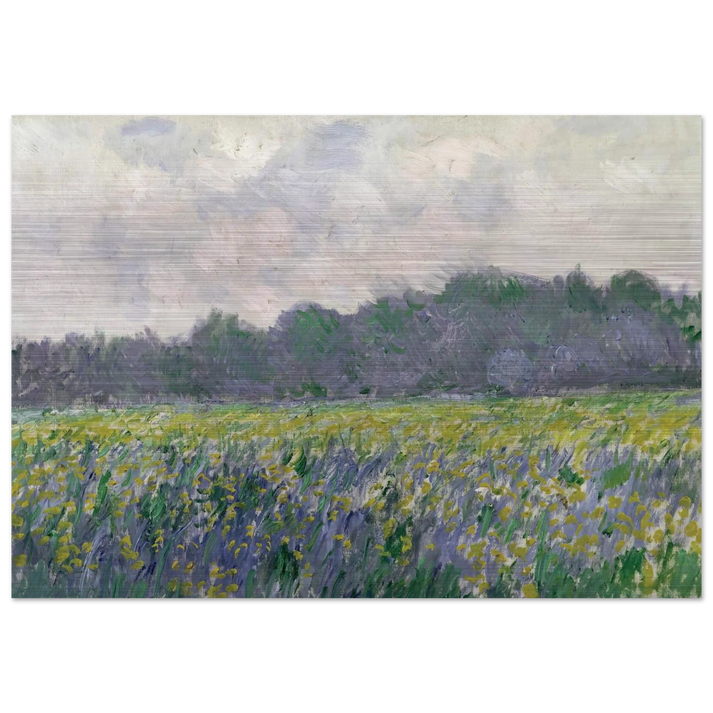 Field of Yellow Irises at Giverny - claude monet Brushed Aluminum Print - 70x100 cm / 28x40 inches | claude monet Aluminum Print | claude monet Prints