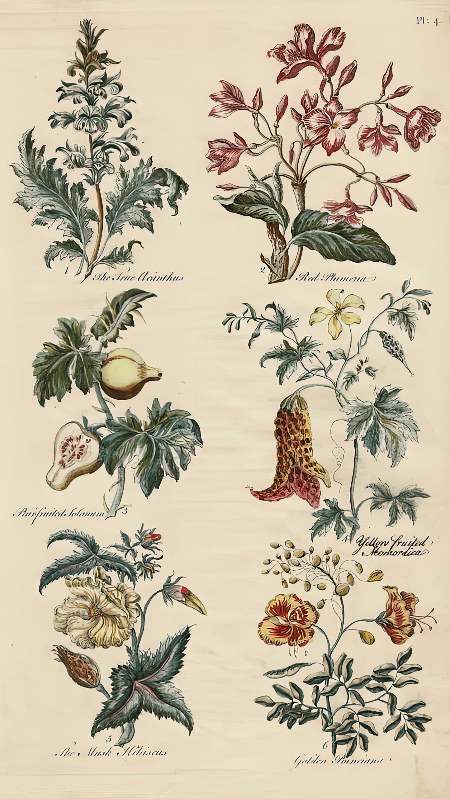 Antique Botanical Print - Sir John Hill, Eden | Fine Art Print | RedKalion