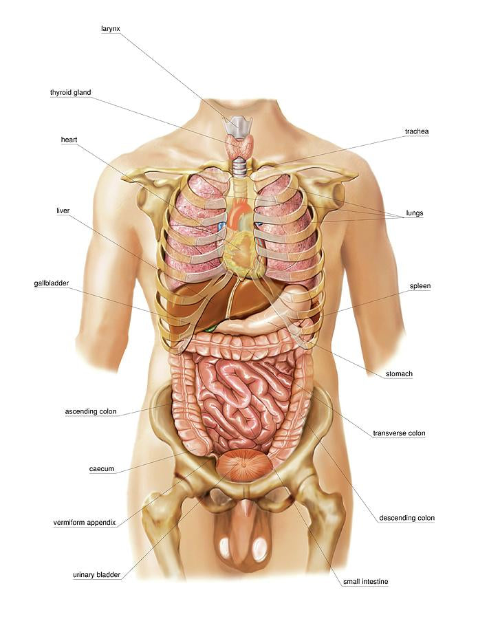 Diagram of Internal Organs Art Print | Premium Fine Art Print | RedKalion
