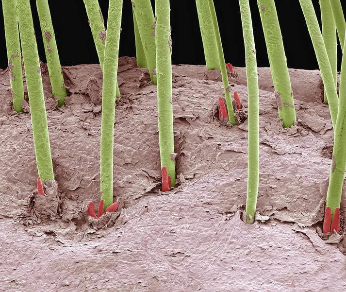 Eyelash Mites Images: Scientific Art Print | RedKalion