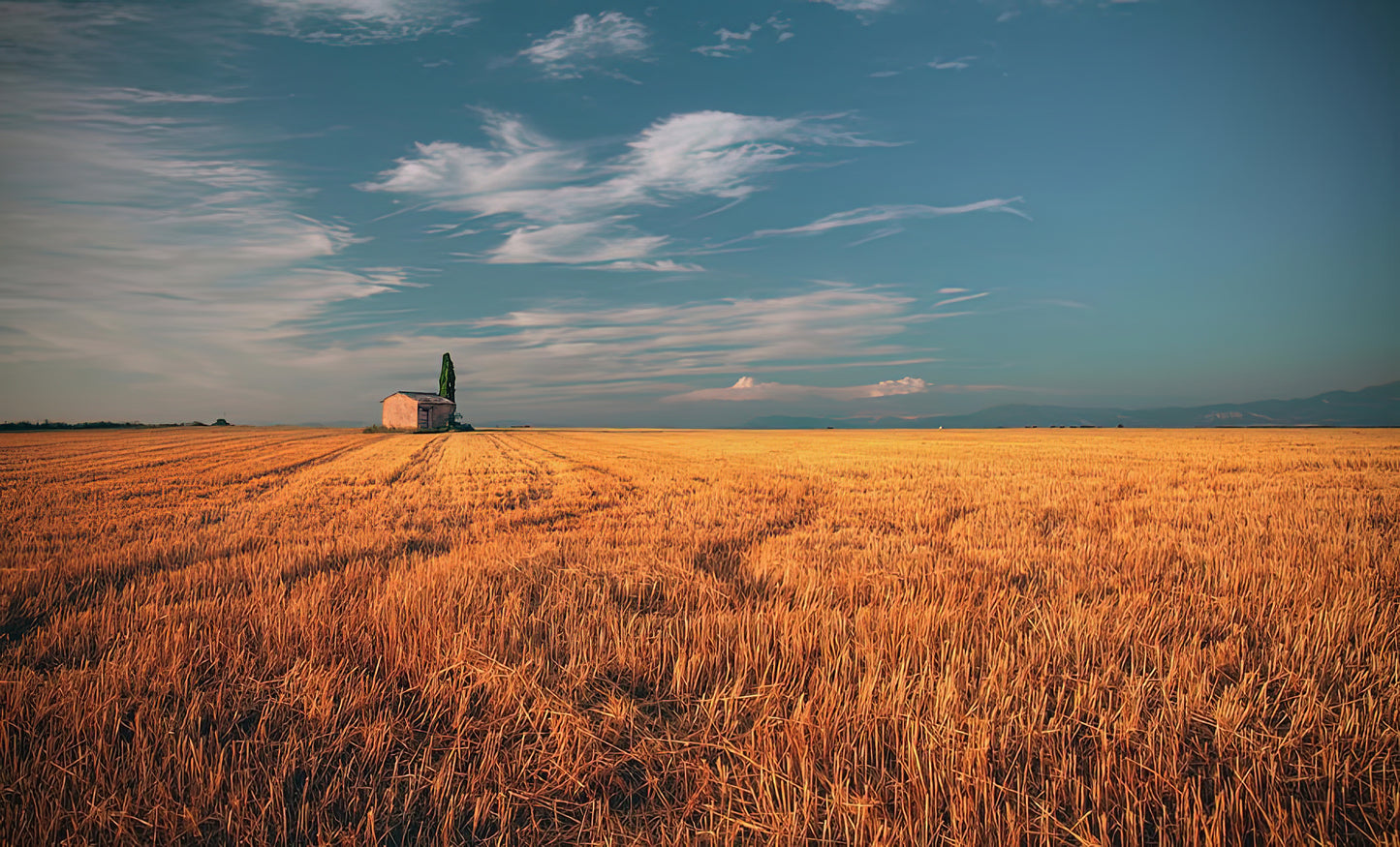 Golden Field Art Print | Premium Fine Art Print | RedKalion