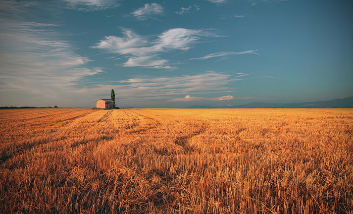 Golden Field Art Print | Premium Fine Art Print | RedKalion
