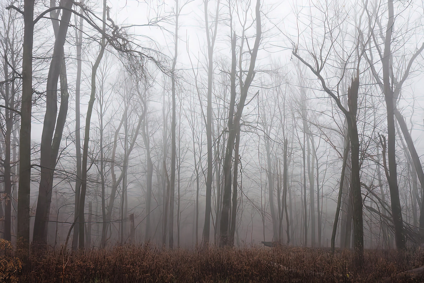 Grey Woods Fine Art Print | RedKalion