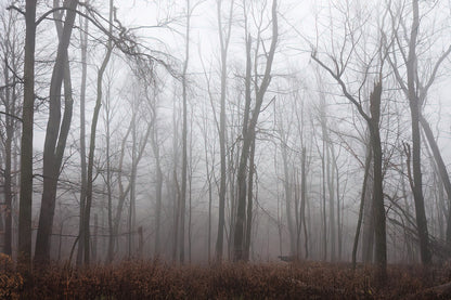 Grey Woods Fine Art Print | RedKalion