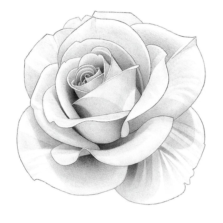 Rose Pencil Drawing 46 | Fine Art Print | RedKalion