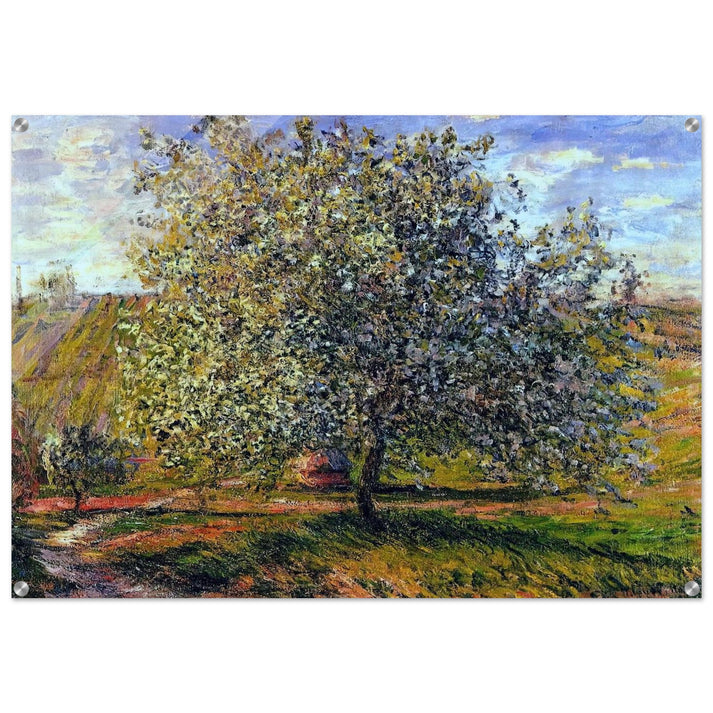 Tree in Flower near Vetheuil - claude monet Acrylic Print - 70x100 cm / 28x40″ inches | claude monet Wall Art | claude monet Prints