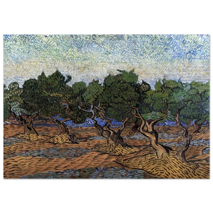 Olive Grove - Vincent van Gogh Brushed Aluminum Print - 70x100 cm / 28x40 inches | Vincent van Gogh Aluminum Print | Vincent van Gogh Prints