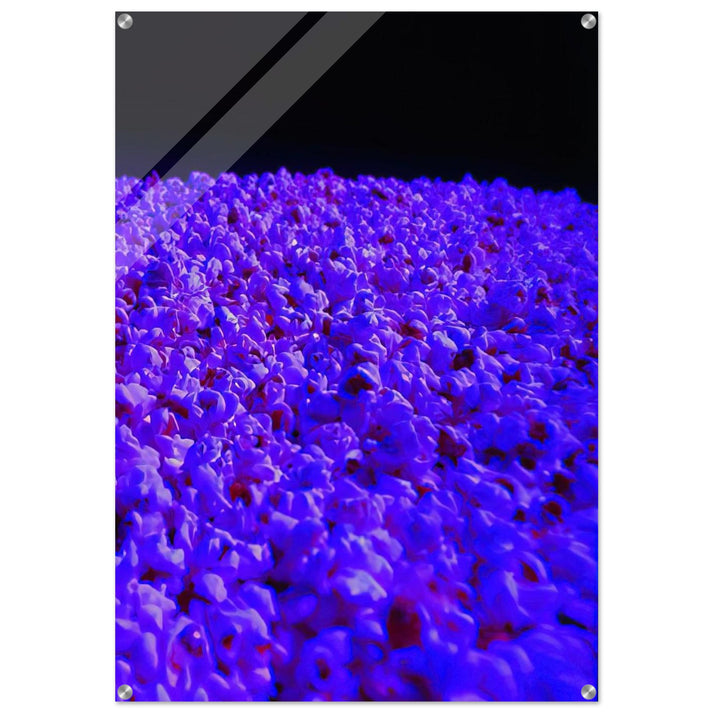 Moon Light - 1995 - Lygia Pape Acrylic Print - 70x100 cm / 28x40″ inches | Lygia Pape Wall Art | Lygia Pape Prints