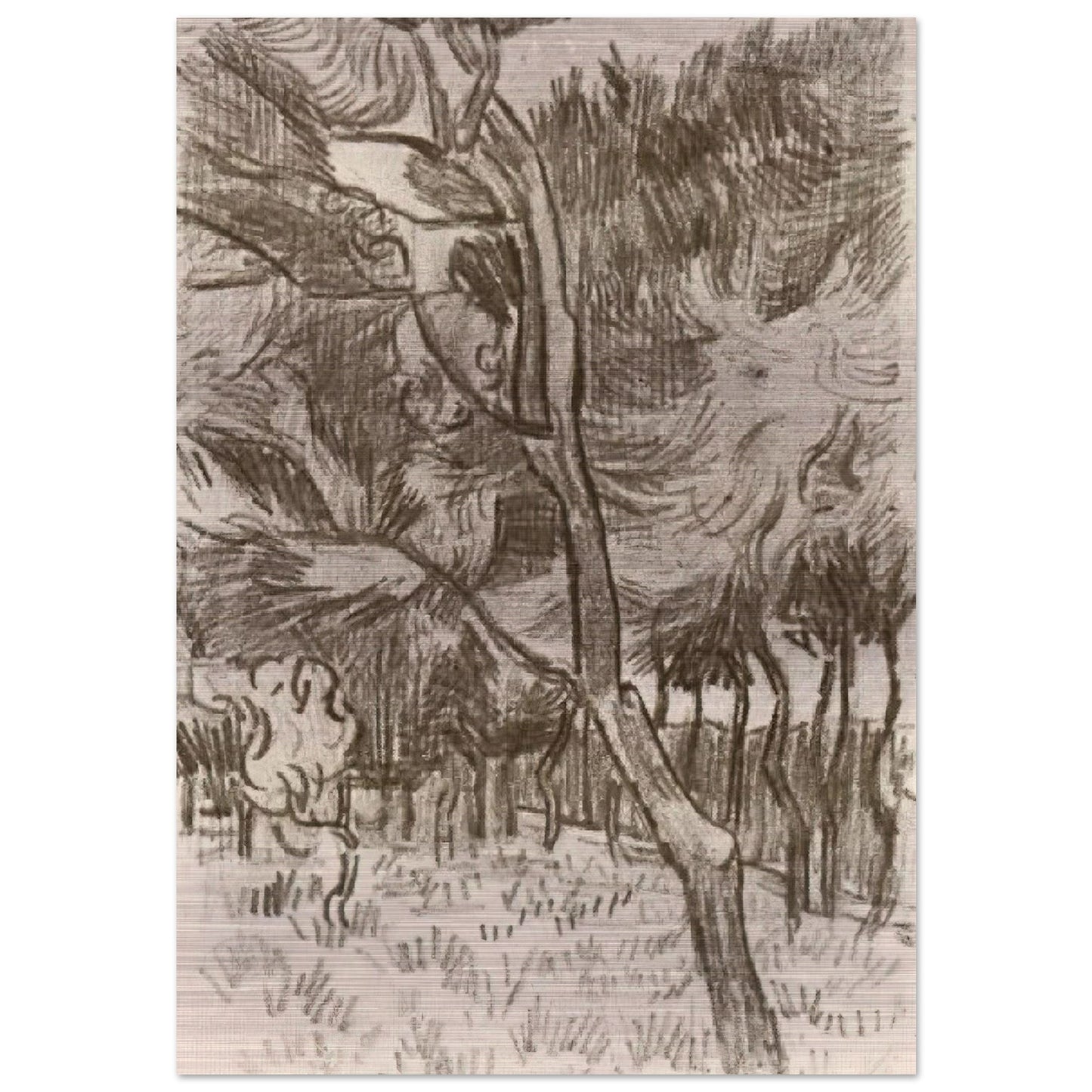 Pine Trees in the Garden of the Asylum - Vincent van Gogh Brushed Aluminum Print - 70x100 cm / 28x40 inches | Vincent van Gogh Aluminum Print | Vincent van Gogh Prints