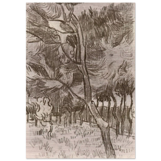 Pine Trees in the Garden of the Asylum - Vincent van Gogh Brushed Aluminum Print - 70x100 cm / 28x40 inches | Vincent van Gogh Aluminum Print | Vincent van Gogh Prints