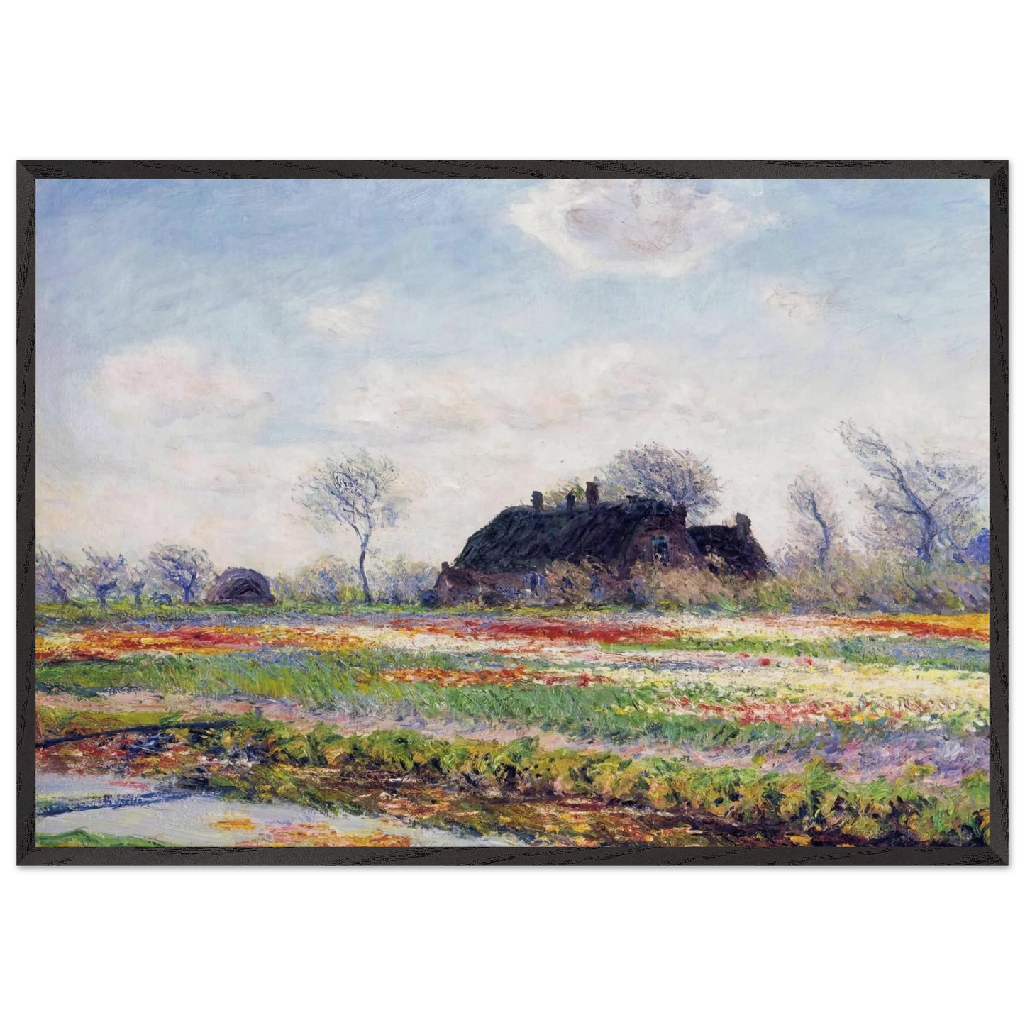 Tulip Fields at Sassenheim near Leiden - claude monet 70x100 cm / 28x40 inches Framed Art Print – Black Wooden Frame